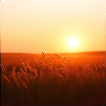 Golden Hour Serenade