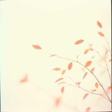 Echoes in the Wind v2